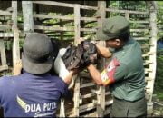 Peduli Kesehatan Hewan Ternak Di Wilayah Binaan, Babinsa Koramil Kademangan Dampingi Vaksinasi PMK